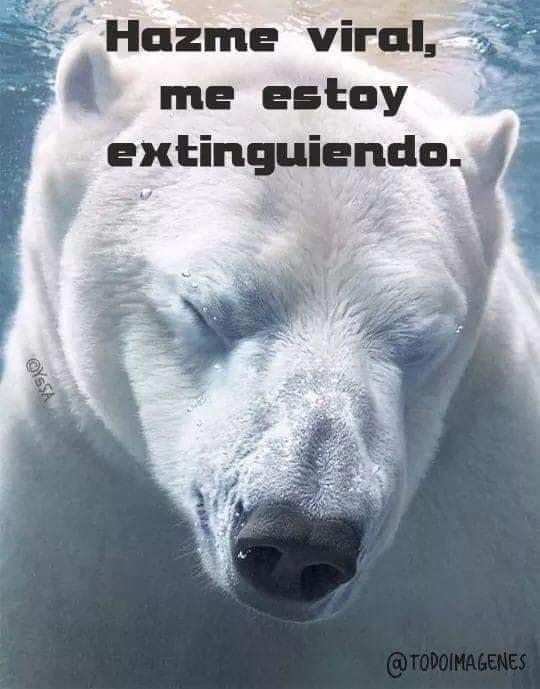 ¡Me estoy muriendo! 
¡Me estoy extinguiendo !
¡Basura estoy comiendo !
Mis rugidos son de desesperación
Nuestro hábitat está destruido 
Frenar el cambio climático es la única solución  
Soy Oso polar 
Hazlo viral 
Defiende la vida animal 
#SosLaVidaSeExtingue