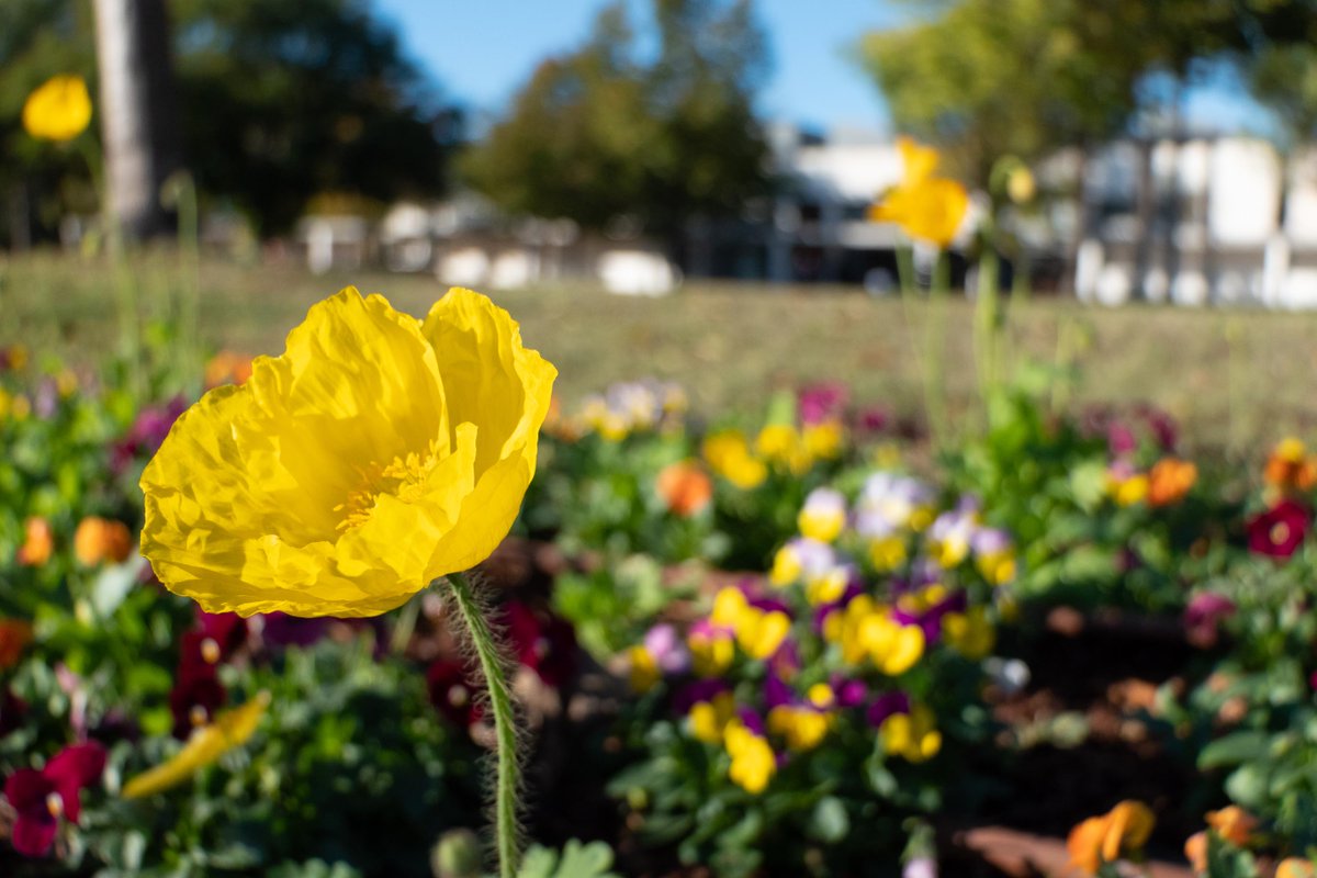 𝟑 𝐅𝐋𝐄𝐔𝐑𝐒 : 𝐋𝐄 𝐋𝐀𝐁𝐄𝐋 𝐑𝐄𝐍𝐎𝐔𝐕𝐄𝐋𝐄 ! 🌸🌸🌸
En 2016, la ville de #Monteux avait été récompensée par le jury de <a href="/VVFleuris/">Villes et Villages Fleuris</a> en obtenant le label 3 fleurs. Suite à une visite en 2022, le jury a renouvelé cette distinction : bit.ly/3SrnFcw @SorguesduComtat