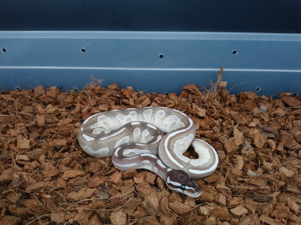 Thia girl is by far a worlds first....way ahead in this one.
Vpi Axanthic Bongo Enchi Fire Mojave
