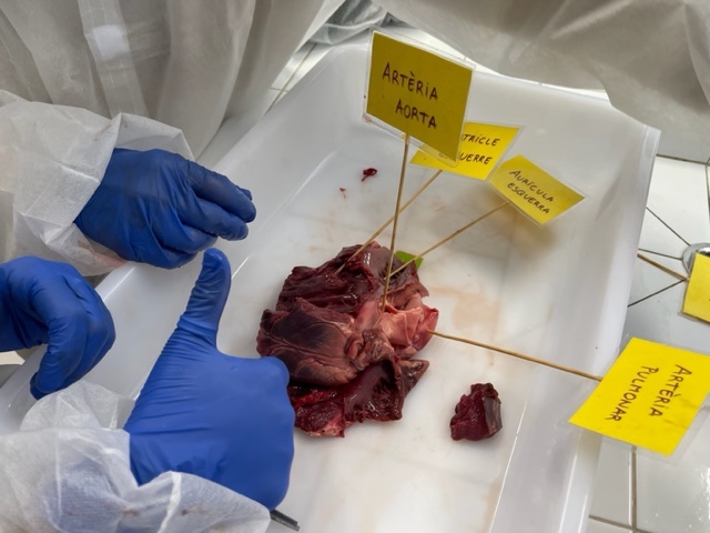 CIDEcooperativa's tweet photo. L'alumnat de 3r d'ESO ha disseccionat el cor d'un porc. Han pogut veure de primera mà com és aquest òrgan i tocar-lo. Una bona forma d'entendre millor com funciona el nostre cos. @CooperativaCIDE #anatomia https://t.co/wSA93gxbdE