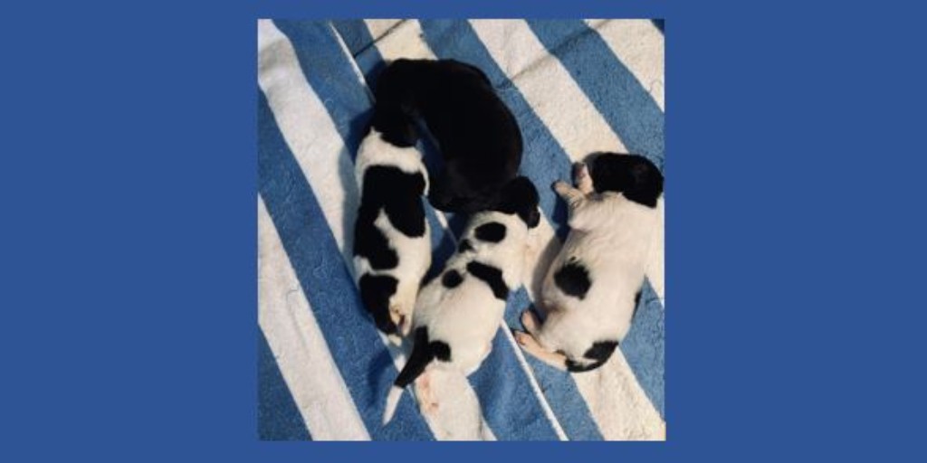 OzarkLegendNewf's tweet photo. 2 wks old Newfoundland puppies (1 Blk M, 3 Landseer F) out of Bali and Int'l / AM CH Legend. Both parents are imports.
Ozark Legends Newfoundlands | (417) 251-2078
https://t.co/l4s9gIbuTo
.
#ozarklegendsnewfoundlands #newfoundlanddogs #newfoundland #newfie #dogs #puppy #landseer https://t.co/c6hyCMCdo0