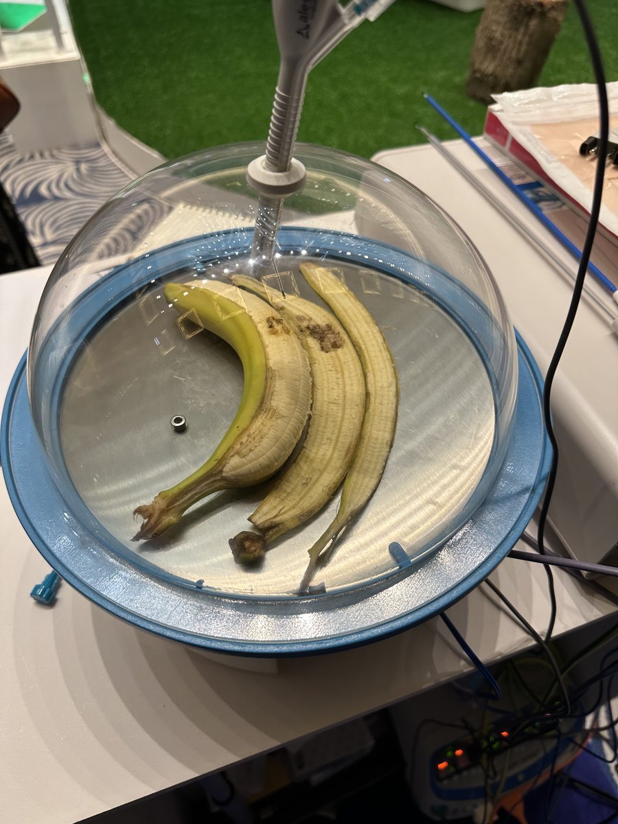 To some, a banana skin may cause an embarrassing mistake. To us, it’s a great way of demonstrating the efficacy of Ultravision. Plus it smells much better than pork or chicken and doesn’t put people off their lunch.
#endodubai2023 #bananaskin #demonstration