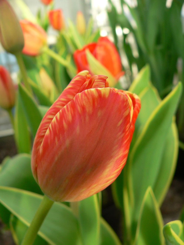 BayerCropNL's tweet photo. 💐Tweede met ‘tulpenmiddel’ in Keukenhof Challenge💐
Met onze biologische insectenbestrijdingsmiddel #FLiPPER zijn we tweede geworden in de Keukenhof Challenge 💪
Lees hier alles over de challenge en FLiPPER: 
https://t.co/UDgwYcuipF https://t.co/1GTRBiQSYq