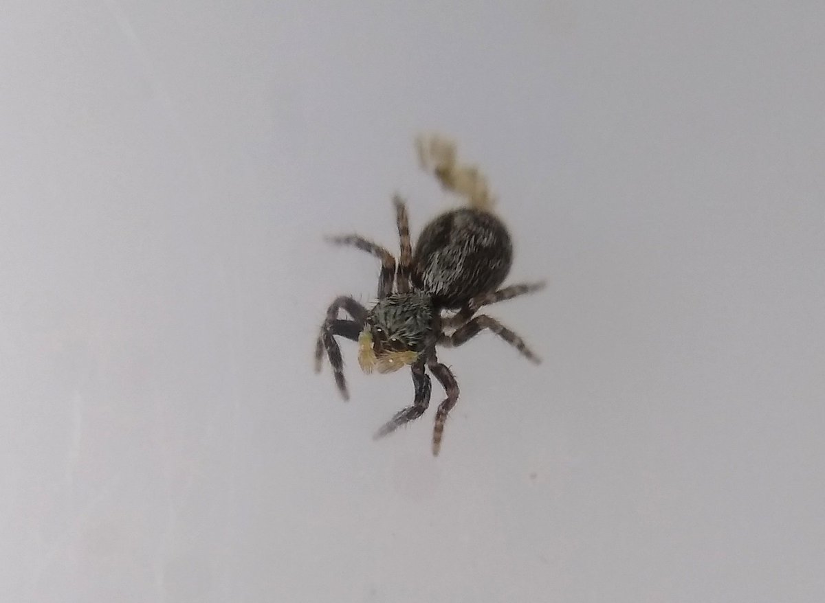 Contactwithcrea's tweet photo. Finding this tiny jumpy dude on the window took my mind off this afternoon's dreaded dentist appointment for a while! I think it's Pseudeuophrys lanigera. #spidersoftwitter #spiderID #ukgardenspiders @SpiderSpotters @BritishSpiders #salticidae #lookcloser #littlejoys https://t.co/rYAPcrT608