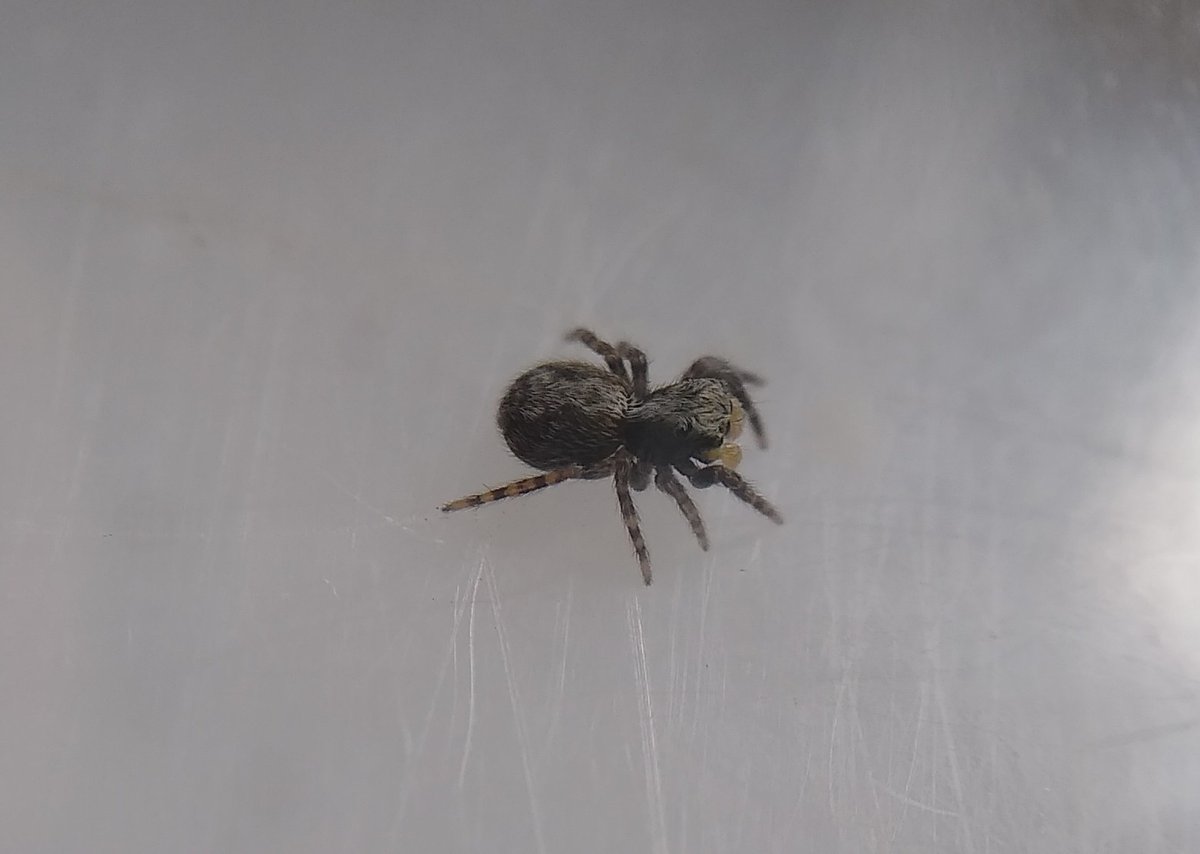 Contactwithcrea's tweet photo. Finding this tiny jumpy dude on the window took my mind off this afternoon's dreaded dentist appointment for a while! I think it's Pseudeuophrys lanigera. #spidersoftwitter #spiderID #ukgardenspiders @SpiderSpotters @BritishSpiders #salticidae #lookcloser #littlejoys https://t.co/rYAPcrT608