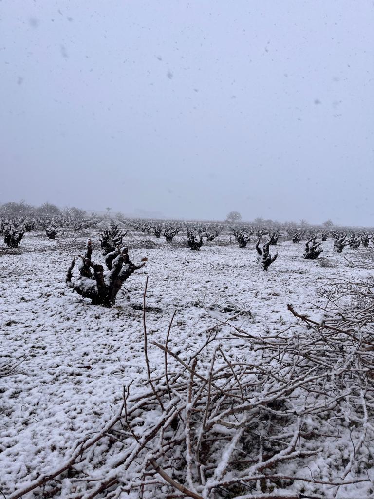 VinodeToro's tweet photo. La nieve caída el ayer no solo nos deja unas imágenes increíbles, también aporta muchos beneficios al viñedo. Además de filtrar el agua al terreno de manera directa incrementando así la reserva hídrica de la planta, aporta oxígeno al suelo. #DOToro 😍❄️👇 https://t.co/xfXujteWxE