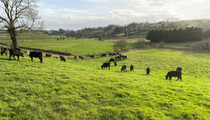 teagasc's tweet photo. Charlie Smyth, #DairyBeef500 participant is on a journey to improve the profitability of his beef system through a combined focus on animal sourcing, animal performance, grassland management and livestock output. Fergal Maguire, @TeagascBeef explains more https://t.co/UV0mJJ5JIA https://t.co/yvIleBZthb