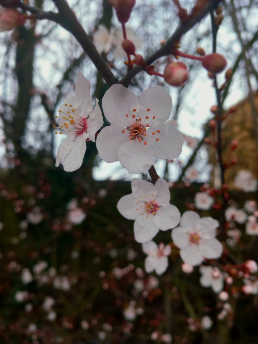 quirkiebird's tweet photo. ๐ฑ๐ธ #Firstsigns of #spring today ๐ฑ๐ธ๐ฟ๐ธ๐ฑ๐ https://t.co/4yHA1cnO42