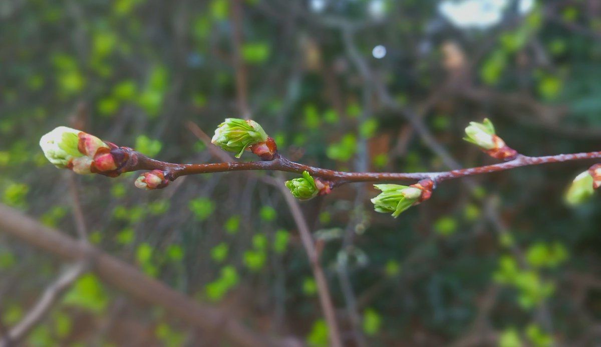 quirkiebird's tweet photo. ๐ฑ๐ธ #Firstsigns of #spring today ๐ฑ๐ธ๐ฟ๐ธ๐ฑ๐ https://t.co/4yHA1cnO42