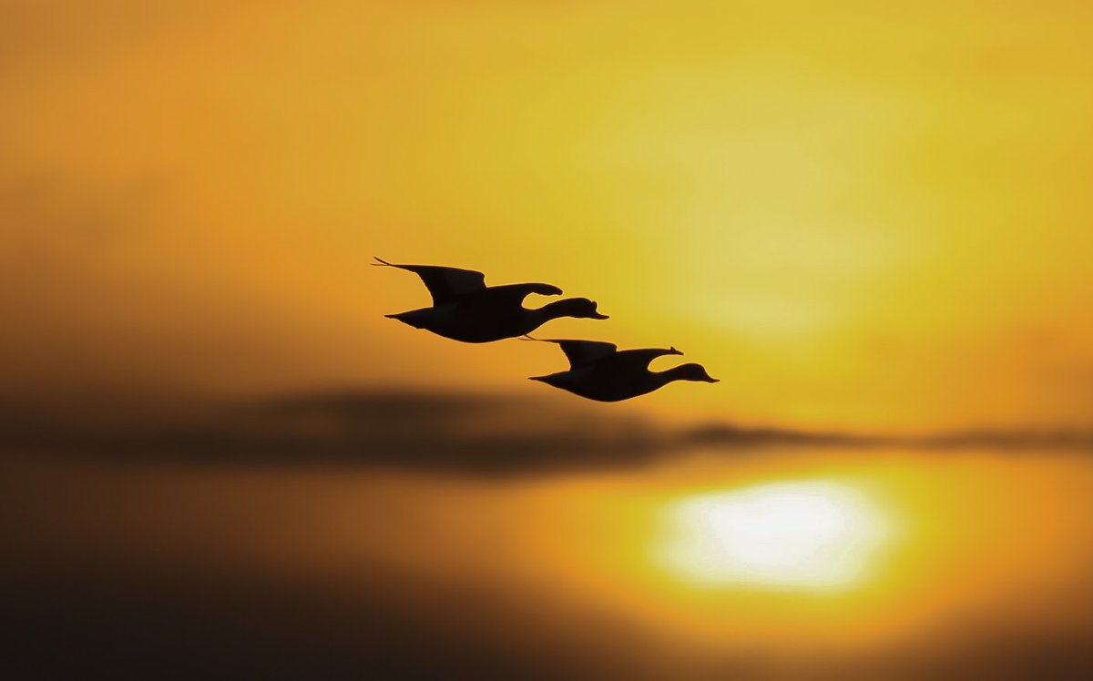 Pair of shellducks at sunrise Crossing the river Thames