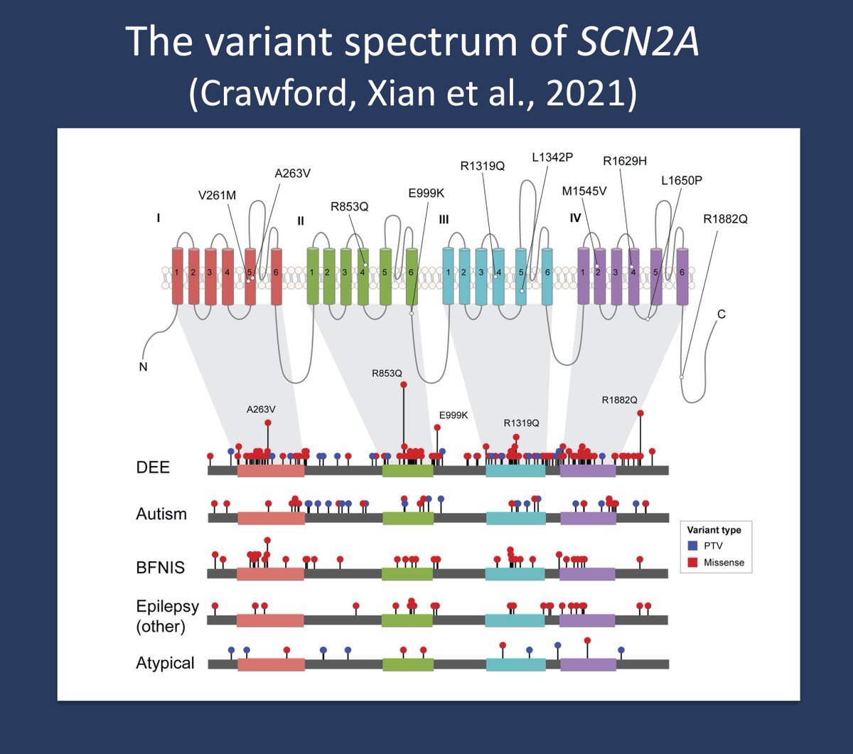 ...here is our blog post for International #SCN2A Day

Stacey Cohen summarized what is new in SCN2A 

...and we updated our SCN2A #Epilepsiome gene page

epilepsygenetics.net/the-epilepsiom…

@SCN2A @SCN2AAustralia @scn2aeurope @Scn2aU @SCN2AAlliance @SCN2A