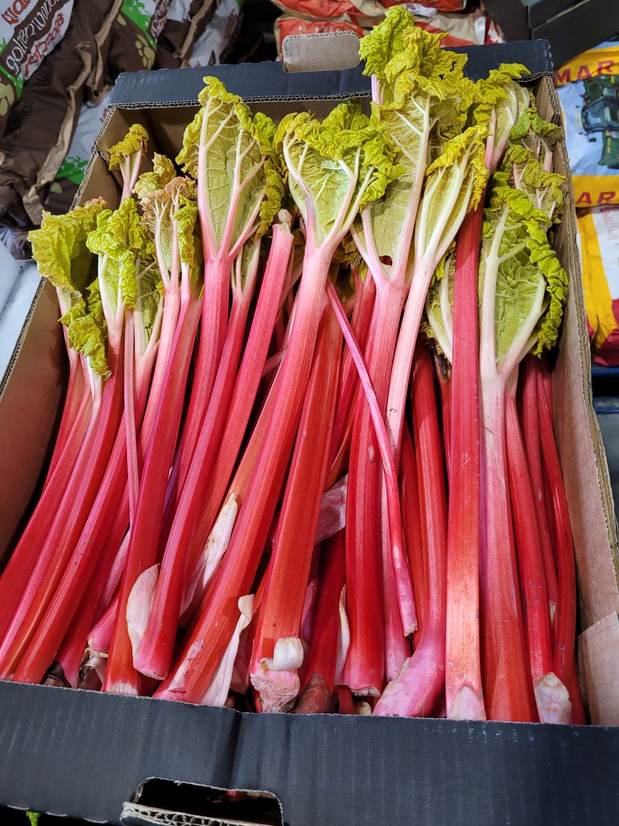 burkesfruit_veg's tweet photo. Beautiful Irish Ryan’s rhubarb fresh in today https://t.co/f4WMSPTnpY