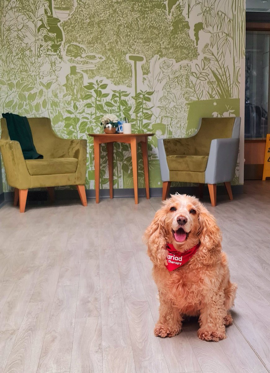 huwrob62's tweet photo. @CariadPet @CwmTafMorgannwg
Honey made her regular Friday visit to Y Bwthyn earlier ❤️💙💚
#pettherapy #dogsofinstagram #therapydog #therapydogsofinstagram #animalassistedtherapy #therapyspaniel #roanspaniel #wellbeing #cariadpettherapy https://t.co/oZZgwaAzTW