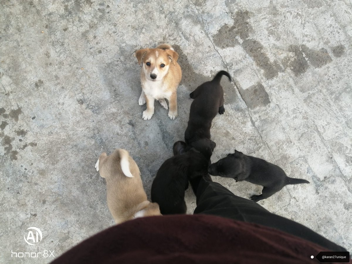 karan27unique's tweet photo. I am alive to care you ๐
Estoy vivo para cuidarte
@karan27unique
#karan27unique #doglife #dogslover #straydogsneedlovetoo #straydogsfeeder #animallovers #adoptdontshop #seoexpert #digitalmarketexpert #writer #indiandogs #straypuppies #kindnessmatters #unconditionallove https://t.co/jb5oH77J1U