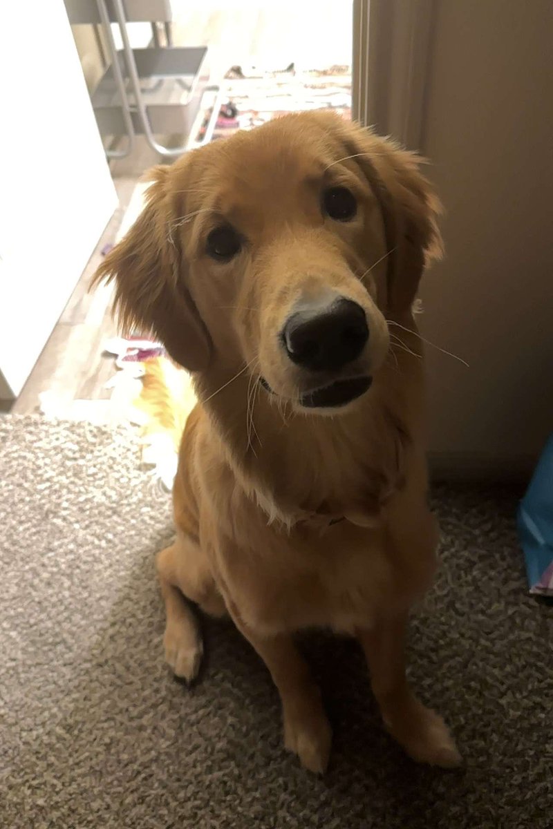 minny_mac2's tweet photo. Cooper update https://t.co/xG5BKNktI8