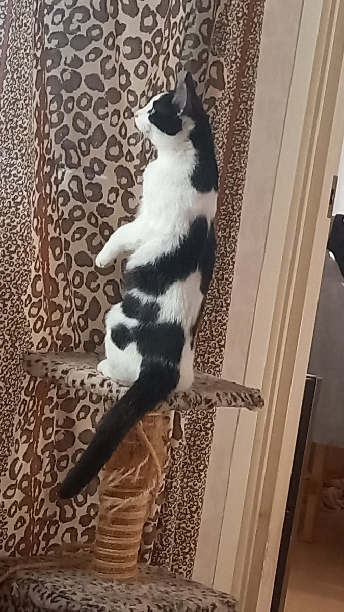 the CatGang 🇸🇪🌈Klumpen 🌈Ricco 🌹🌈🐈‍⬛🐕 tweet media