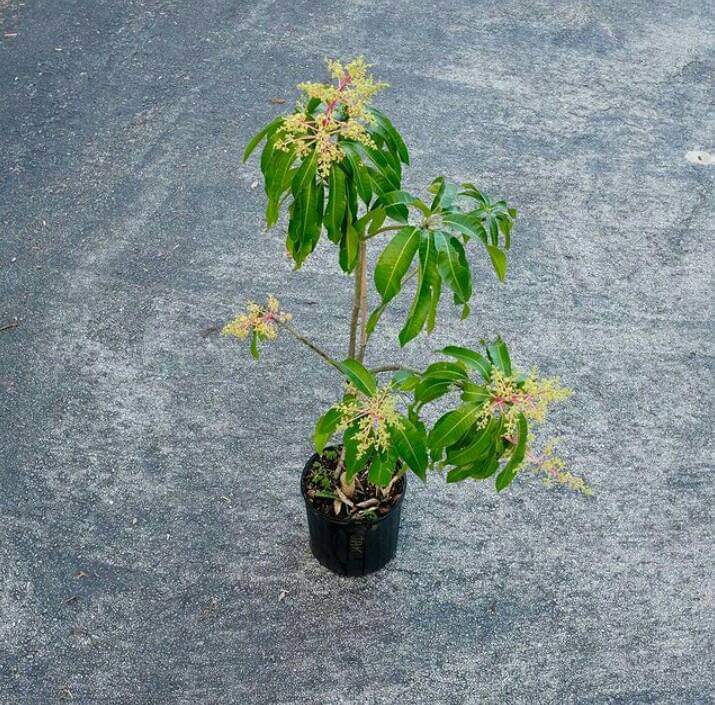 sammi_er's tweet photo. #mangotree
#mango
#nationalfruitofindia
#planttreesaveearth
@rsspsg
@RSSorg
@mannkibaat https://t.co/5czBx8EJh4