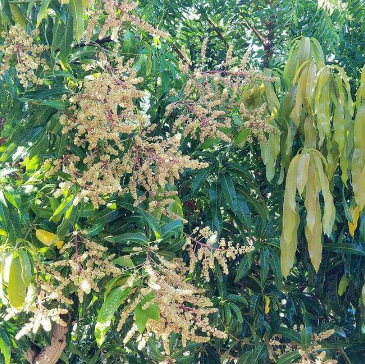sammi_er's tweet photo. #mangotree
#mango
#nationalfruitofindia
#planttreesaveearth
@rsspsg
@RSSorg
@mannkibaat https://t.co/5czBx8EJh4