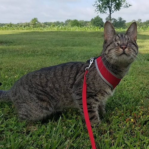MeowAsFluff's tweet photo. Beautiful Blind Kitten Finds Forever Home With The Vet Who Saved Her From Euthanasia!
https://t.co/PqUbd7EfzJ
@BlindPebbles 
#blindcats #blindcat #tabbycatsrule #tabbycat #tabby #tabbies #catsoftwitter #catlover #catlovers #tabbycatworlddomination #blindcatsrock #cat #cats https://t.co/EhvCGXSiuA