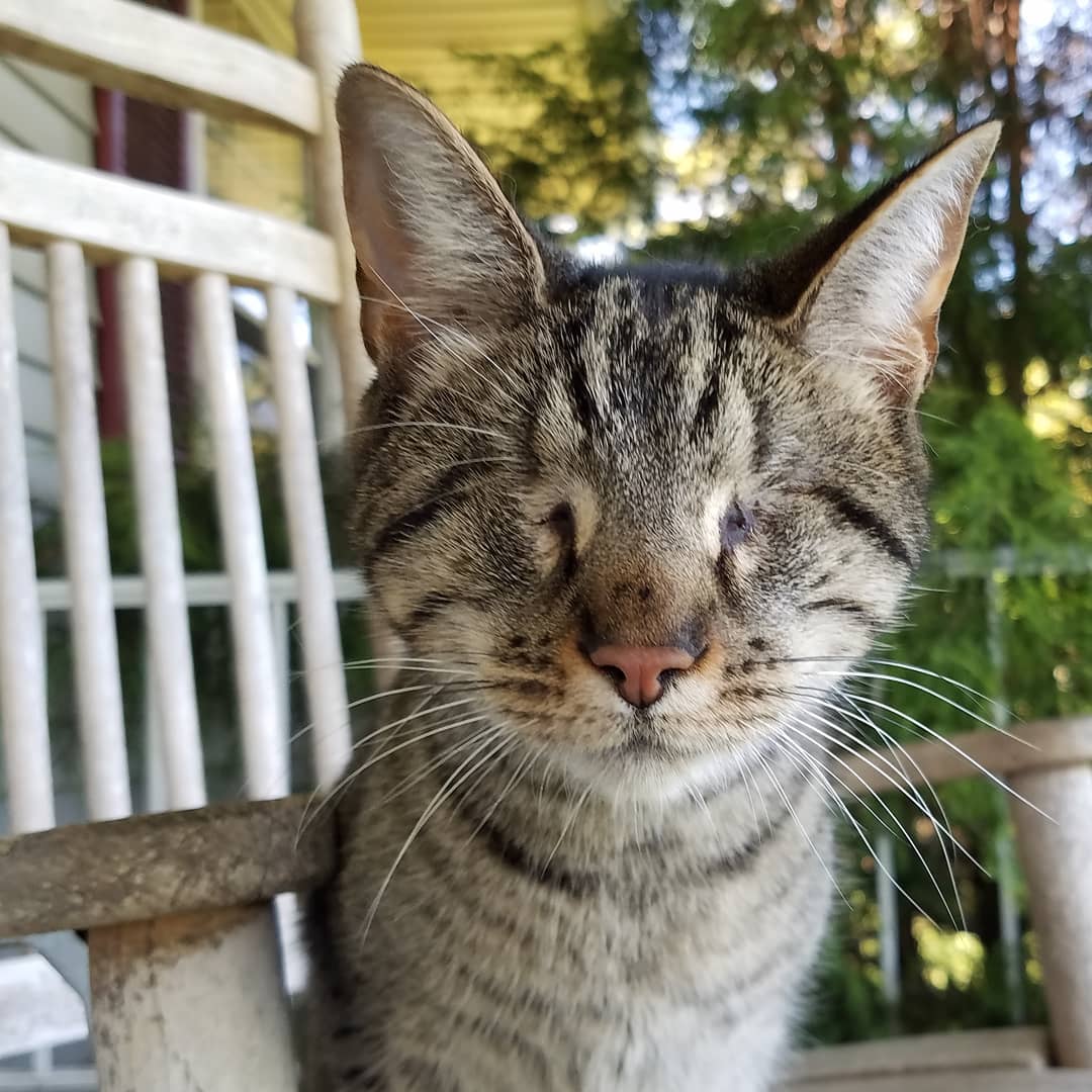 ❤️🐱MeowAsFluff🐱❤️ (@meowasfluff) on Twitter photo Beautiful Blind Kitten Finds Forever Home With The Vet Who Saved Her From Euthanasia!
meow.af/pebbles
<a href="/BlindPebbles/">Pebbles Blind Cat</a>
#blindcats #blindcat #tabbycatsrule #tabbycat #tabby #tabbies #catsoftwitter #catlover #catlovers #tabbycatworlddomination #blindcatsrock #cat #cats Beautiful Blind Kitten Finds Forever Home With The Vet Who Saved Her From Euthanasia!
meow.af/pebbles
<a href="/BlindPebbles/">Pebbles Blind Cat</a>
#blindcats #blindcat #tabbycatsrule #tabbycat #tabby #tabbies #catsoftwitter #catlover #catlovers #tabbycatworlddomination #blindcatsrock #cat #cats