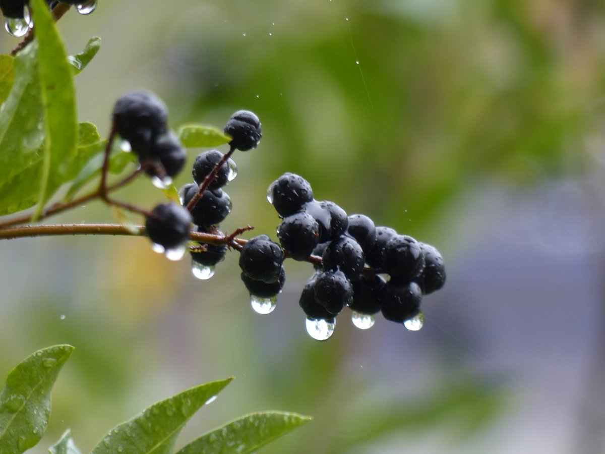 Foto_amatér Renda (@foto_ova) on Twitter photo 