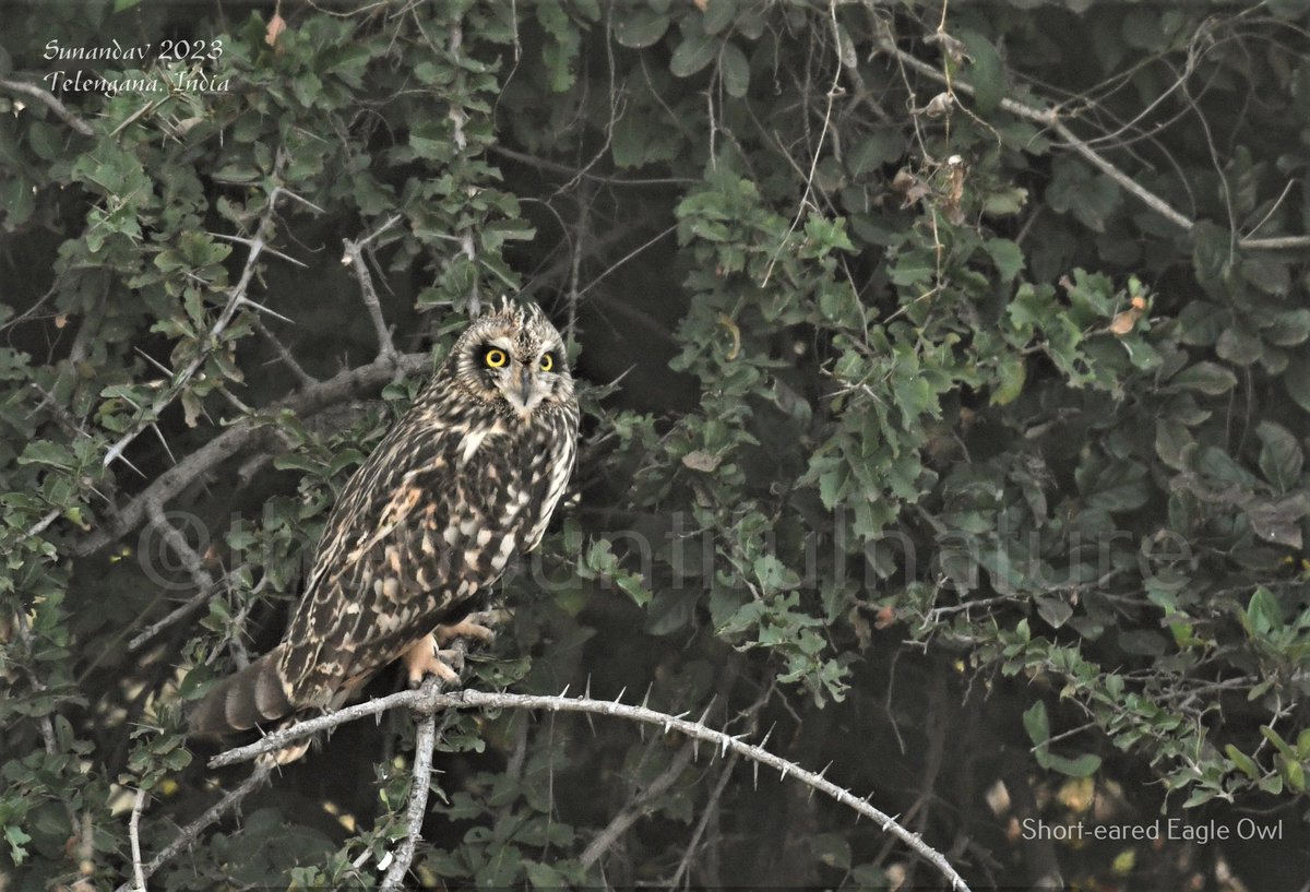 Short-eared Owl

#birding #BirdsGiveBack #birds #IndiAves #BirdsOfTwitter #TwitterNatureCommunity #TwitterNaturePhotography #wildearth #wildlife #wildlifephotography
