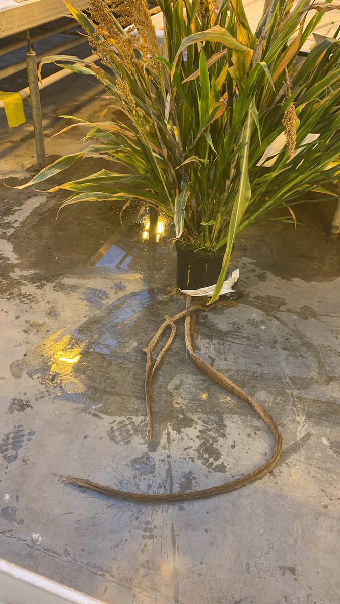 Sorghum grown in our greenhouse in Copenhagen. I knew sorghum had long roots, but I’ve never actually seen it - wild (and heavy to lift, I might add)! 🌱