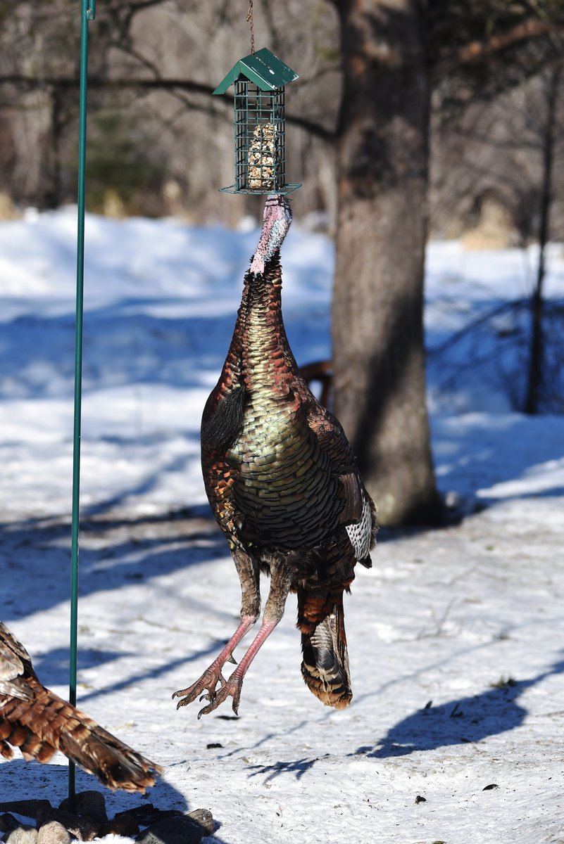 USFWS tweet picture