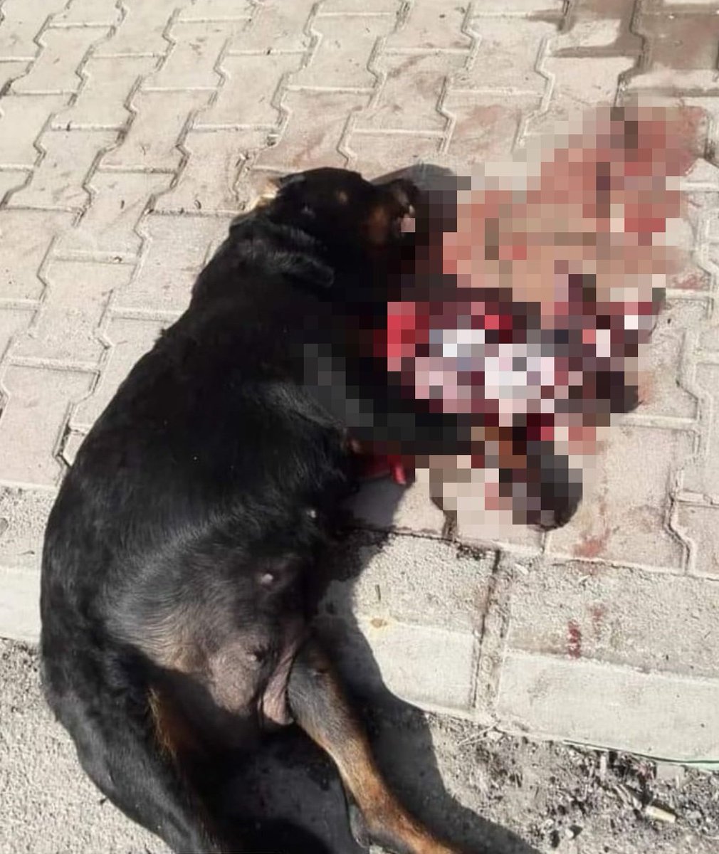 haydarozkan06's tweet photo. Gaziantep'de yabancı uyruklu olduğu bildirilen şahıslar yağma için girmek istedikleri eve, evin köpeği engel olmak isteyince köpeği baltayla KESİP tüfekle ÖLDÜRDÜ!
Şahıslara gereği yapılarak SINIR DIŞI edilmelerini talep ediyoruz.
@suleymansoylu @gul_davut @Gocidaresi @iletisim https://t.co/60MtbVRubO