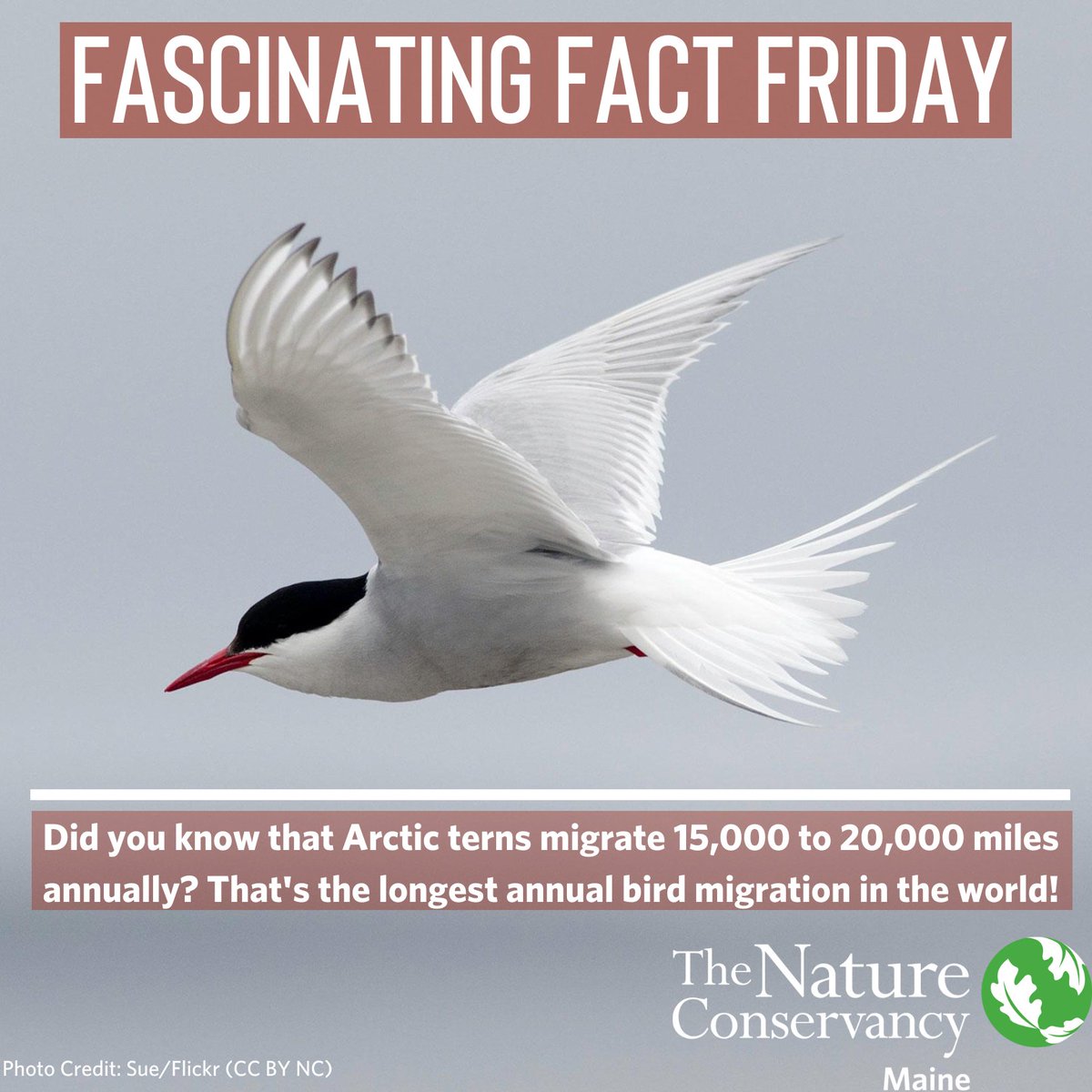 TNCmaine's tweet photo. We're back with #FascinatingFactFriday! Arctic terns come to coastal Maine in May and June to breed. https://t.co/C3xzYfKr1n