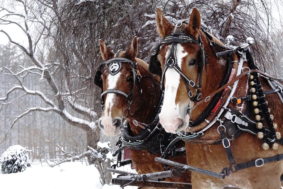 It's time for winter to take over my timeline! Starting with these pretty Belgium draft horses from #NestlenookFarm ! 

#KarissasKaptures #JacksonNH #NewHampshire #BelgiumDraftHorse #wildlifephotography #Wildlife #ScenicNewHampshire