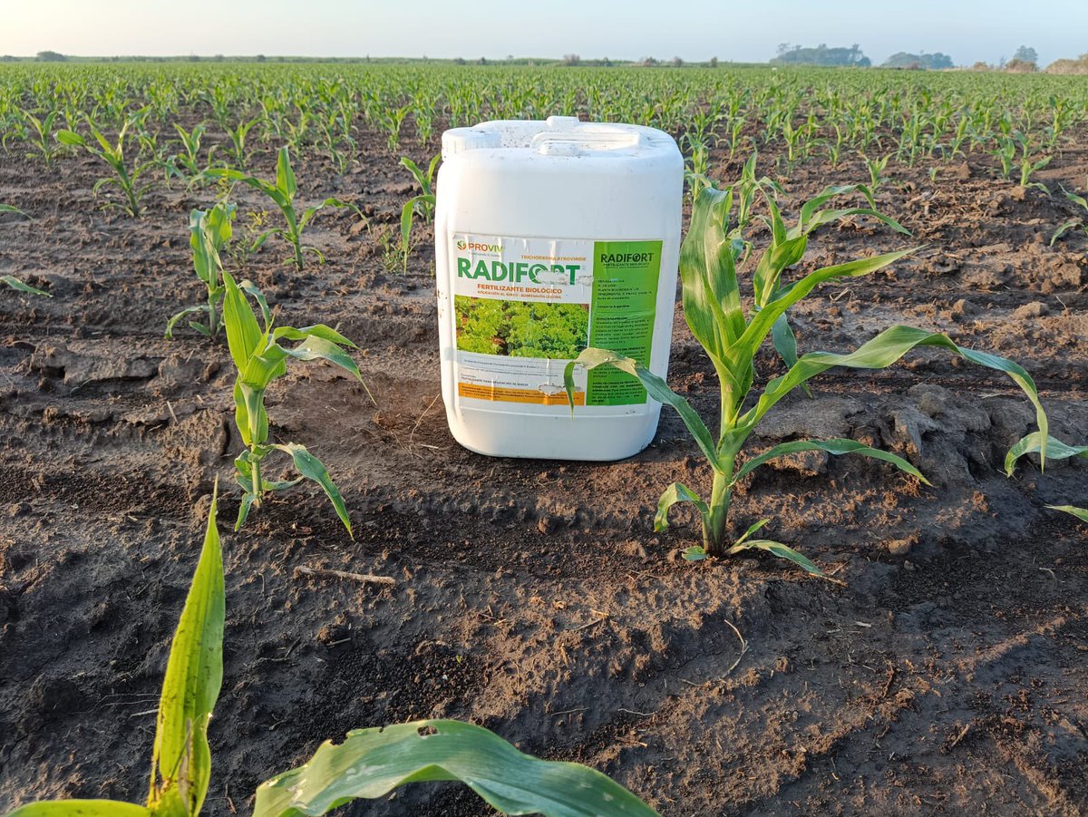 provivglobal's tweet photo. Aplicación de #Radifort en cultivos de #maíz, #SantaFe #Argentina 
Maximizar los rendimientos con nulo impacto ambiental: RADIFORT 👨‍🔬👍👍👍
#biofertilizante #productos #biológicos #biofertilizante #bioinsumos #agro #agricultura #sostenible https://t.co/LiL7rziP0J