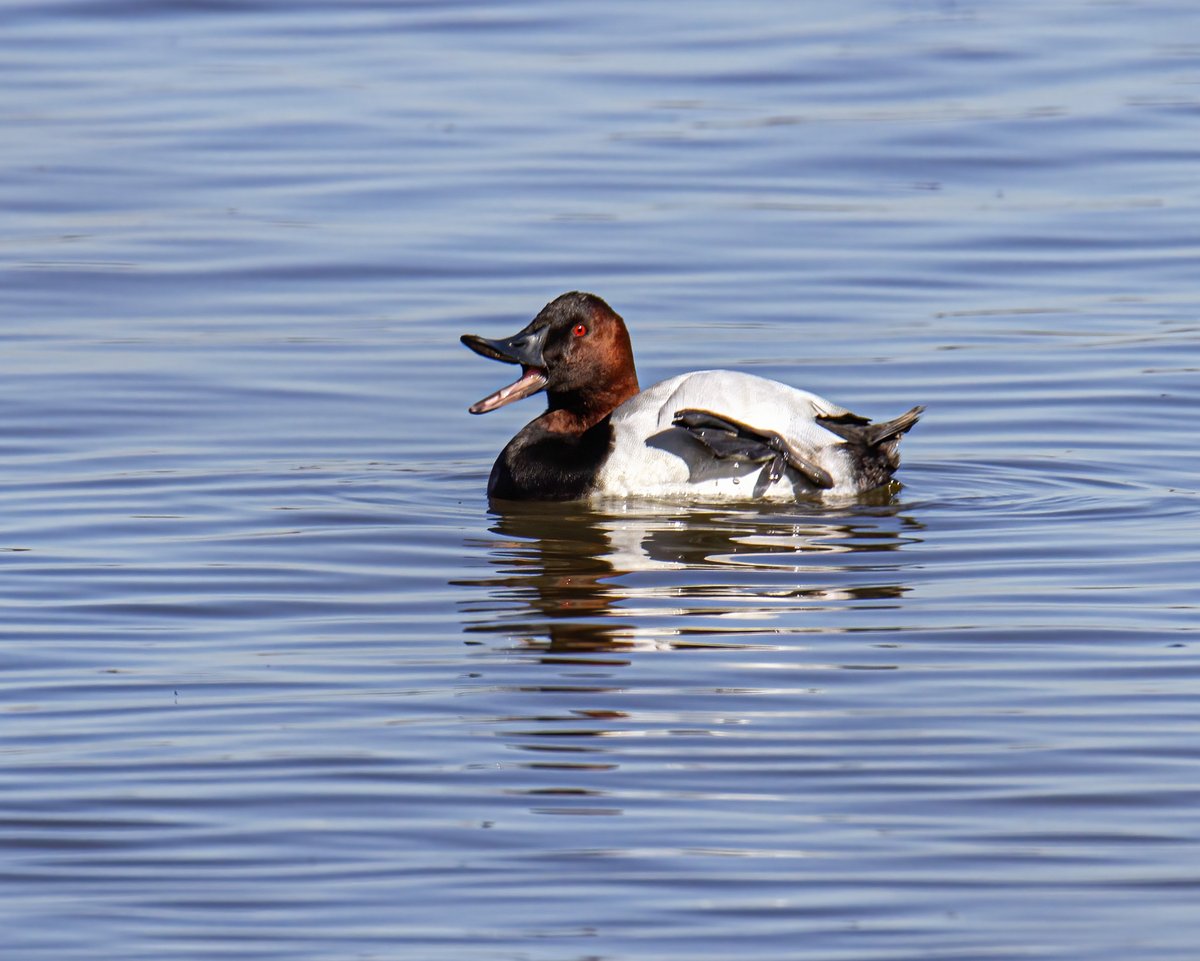 MichaelQPowell1's tweet photo. Yesterday I had a short session with a handsome male Canvasback duck. When I asked him to smile, he gave me a wide, open-mouthed grin. #wildlifephotography #NaturePhotography #happyduck https://t.co/HsfrHMUoZB