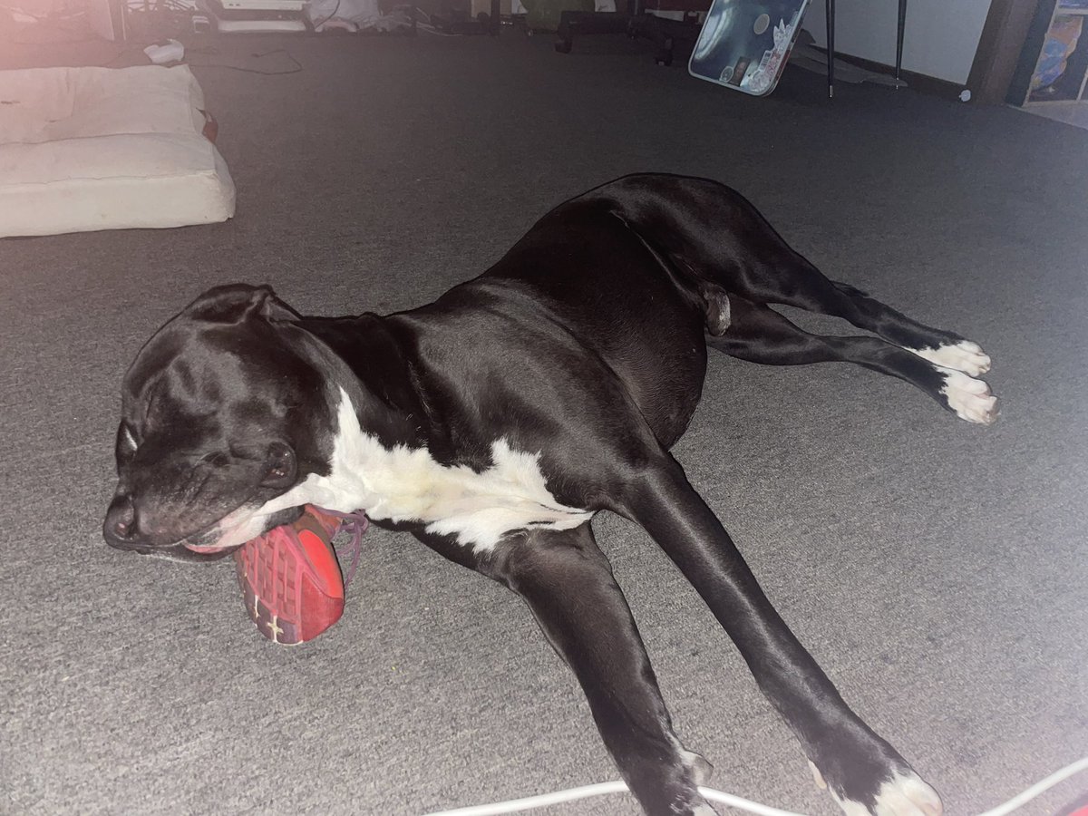 Pup_Prometheus's tweet photo. The shoe pillow; ultimate comfort https://t.co/45dCxDmdfC