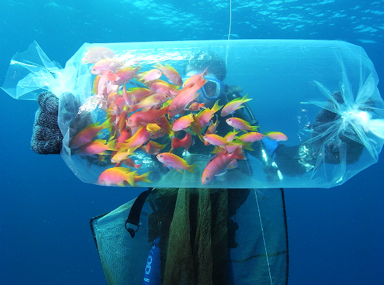 sea_saved's tweet photo. For Every Bag of Fish Taken for Aquariums, Many Generations are Lost from the Sea! #DiversDirective https://t.co/gsIHh6DsAT