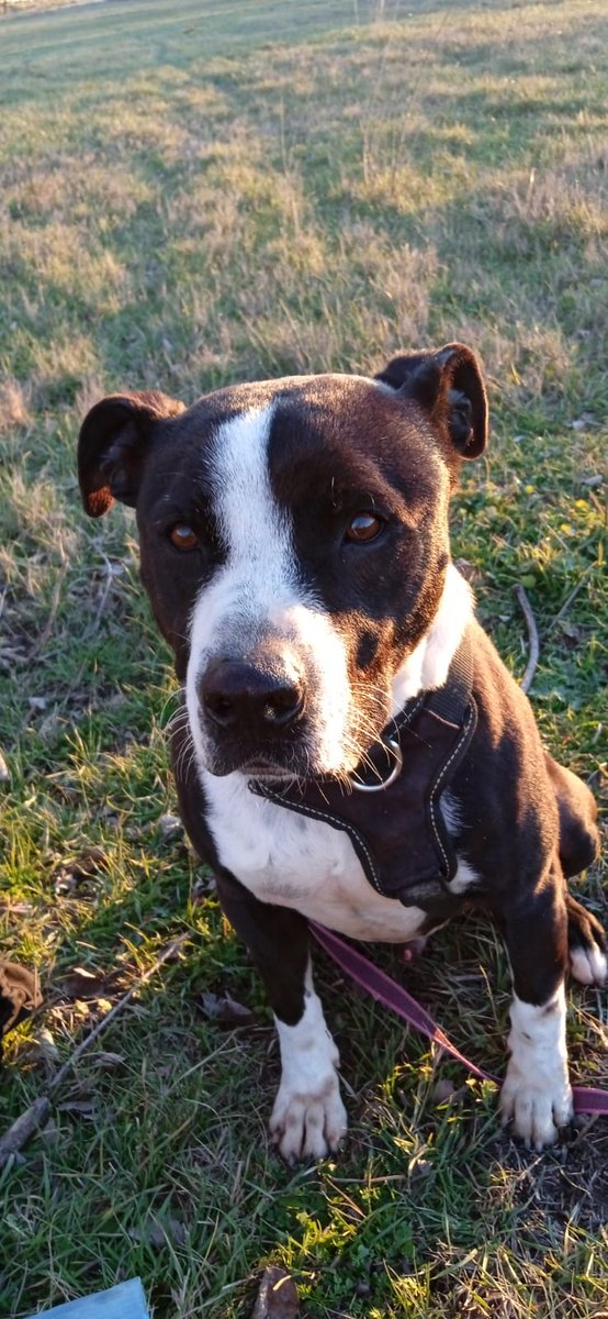 Nuestro chico guapo AIRON 🖤
SIGUE ESPERANDO UNA FAMILIA 💔
Solo tiene 5 añitos, casi toda su vida en un chenil...
¿Cambiamos su suerte?
Sigue su cuenta en Instagram <a href="/airon/">Aaron Schaum</a>.concienciandog  #adopta #EnAdopcion #Pitbull #amstaff #DogsOnTwitter #Madrid