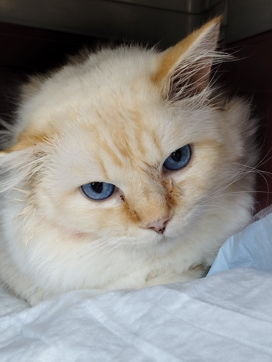 Este bombón es MERENGUE tiene la suerte de estar reservado y muy pronto se irá adoptado con una familia maravillosa 😍🤍 #adopta #cats