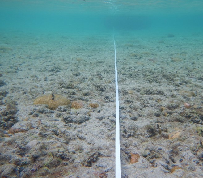 How #tidepool #corals deal with environmental variability? In this collab led by @thaynajm and <a href="/gui_o_longo/">Guilherme O. Longo</a>, #coralhealth wasn't affected by sand burial but rather by thermal stress, with #endfosymbiont changes potentially leading to #coralrecovery. sciencedirect.com/science/articl…