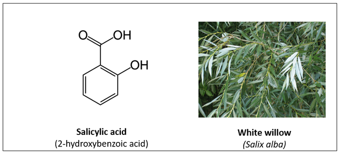 Chemical structure of salicylic acid and photograph of a white willow plant.