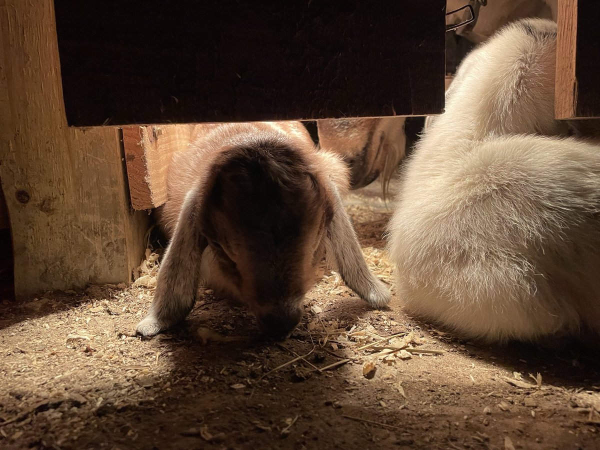 STF_Farm's tweet photo. Little girl was in a milk coma 🥹🫶🏽 
#goats #milkgoats #dairygoats #nubian #alpine #nupine #floppyears #babygoats https://t.co/R84SXzKTQL