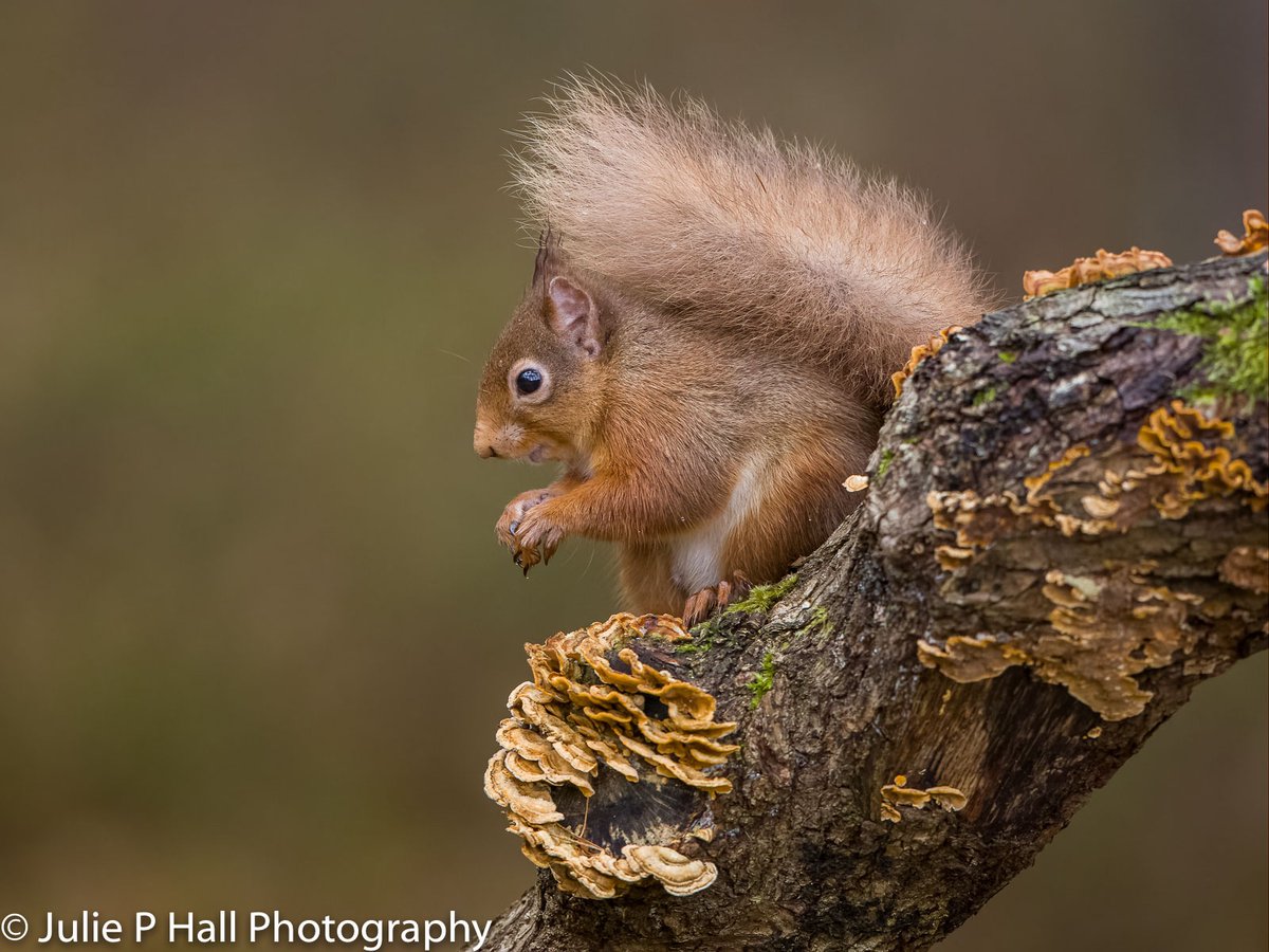 Beautiful Red Squirrel taken in the Scottish Highlands January 2023, thanks to @highland_andy for another fabulous week #winterwildlife @VisitScotland #wildlifephotography #wildlife @CanonUKandIE #redsquirrel #scottishhighlands @WildlifeMag #squirrel #canon #r5 @Mammal_Society