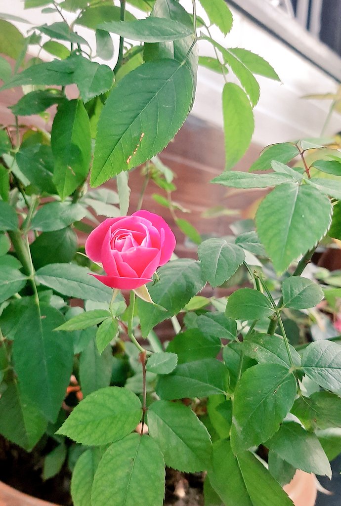 24th February 2023
Morning delight ...
Blooming wild rose ...
Departing spring ...
#wildflowerphotography 
#Delhi