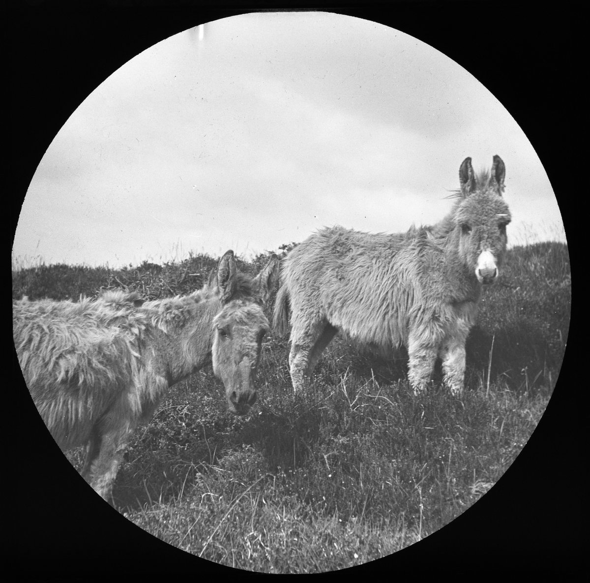 morrablibrary's tweet photo. The film EO, directed by Jerzy Skolimowski, is showing at the Savoy Cinema in Penzance on Sunday & Tuesday. Hereโs a lovely #lanternslide from our #photoarchive of some #donkeys - although possibly the one on the left is a mule? #PhotoFriday #ExploreYourArchive #HistoricPhotos https://t.co/NX80PflInH