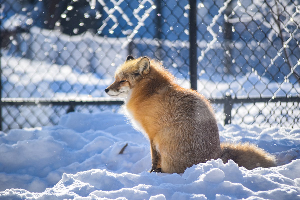 The zoo opens at noon today! 

Bundle up and watch the animals enjoy all this fresh white snow. Be sure to grab a hot chocolate or coffee in the gift shop, and take advantage of the many indoor viewing areas! 

#winter #sdwx #zoo #gpzoo #siouxfalls #fox #animals #friday #tgif