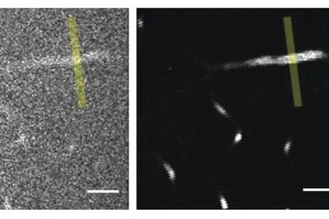 Chinese researchers made a new breakthrough in multiphoton microscopy by developing a miniature three-photon microscope that has successfully captured deep-brain images of freely moving mice. The study was published in the journal Nature Methods.