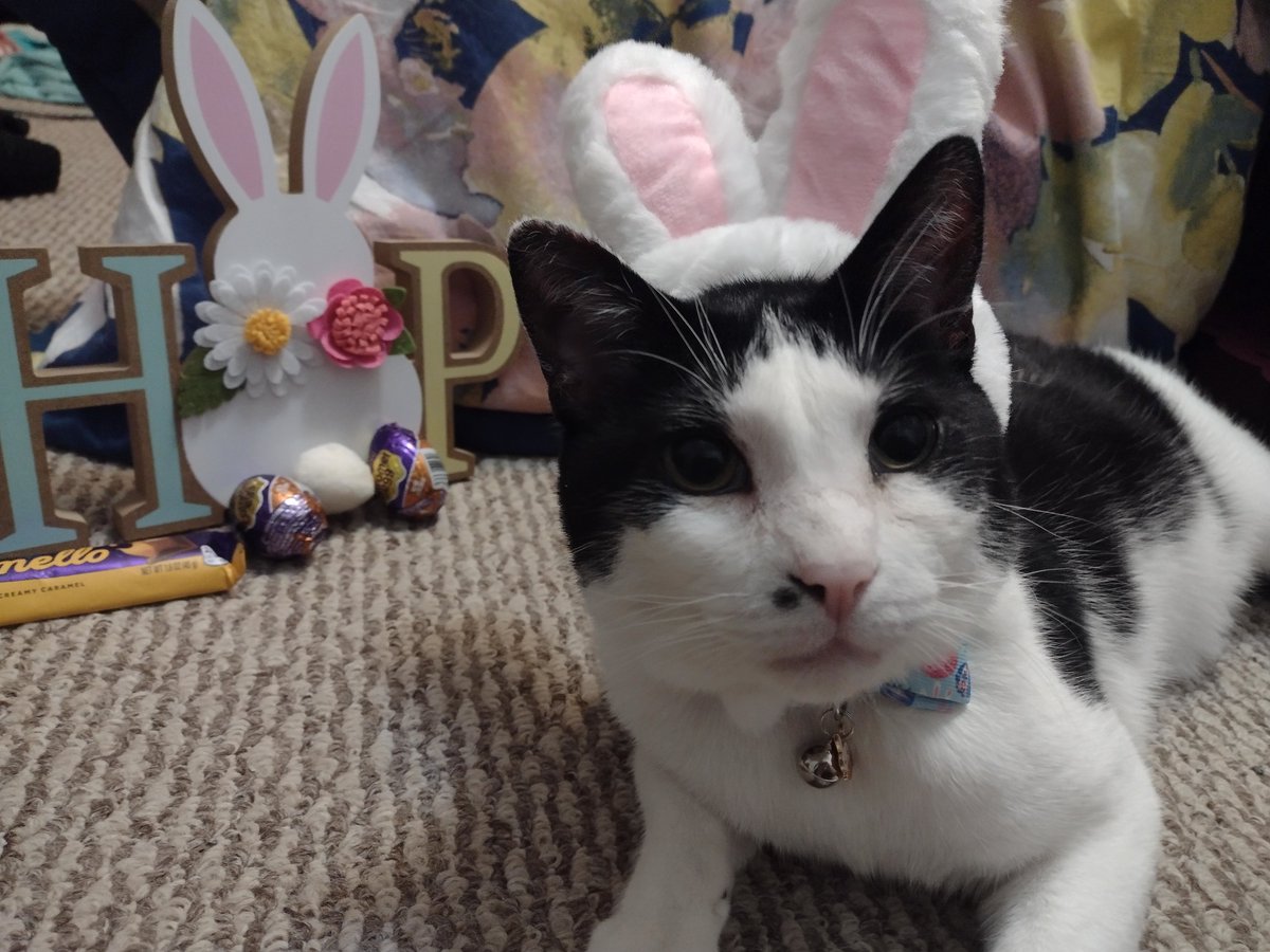 Entered the Cadbury contest and they rejected my picture.. but I'm so cute!! Why Cadbury?? #rescuepets #CatsofTwittter #cutecats #Purrsday #BuddytheCat