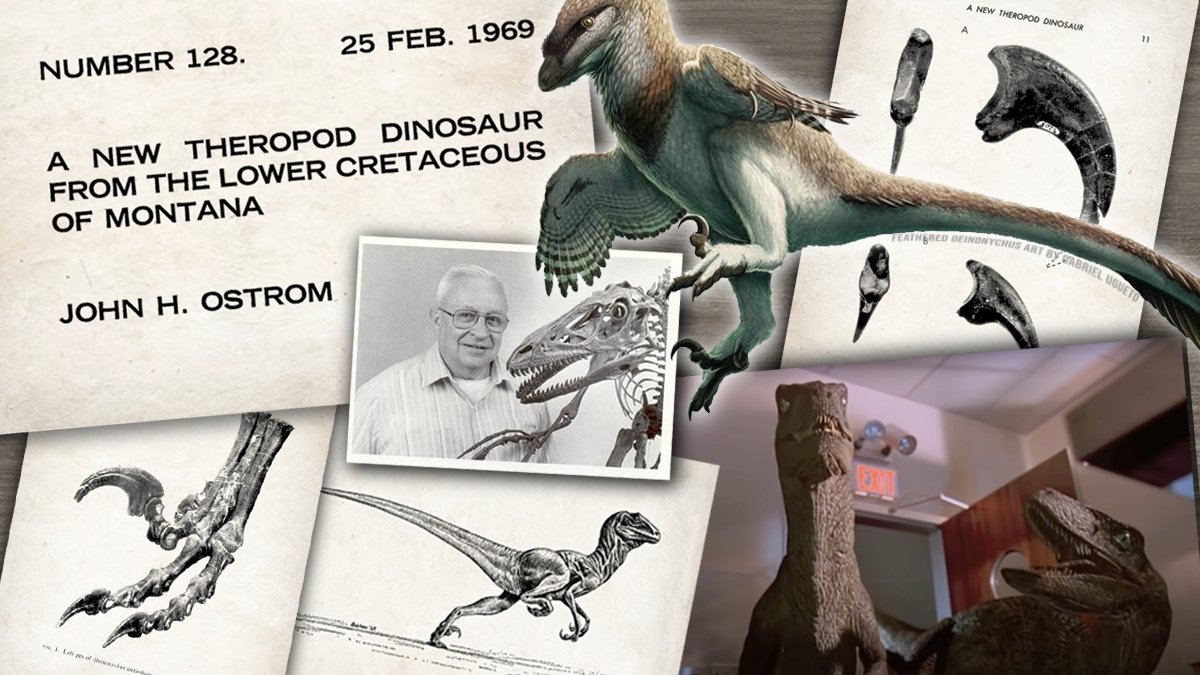 Paleontologizin's tweet photo. Happy #FossilFriday!  Today marks 54 years of Deinonychus, first published by John Ostrom #OnThisDay in 1969.

Dynamic, bird-like Deinonychus helped revolutionize our view of dinosaurs, sparking a resurgence of scientific and public interest that continues to this day https://t.co/gkzVh17pDh