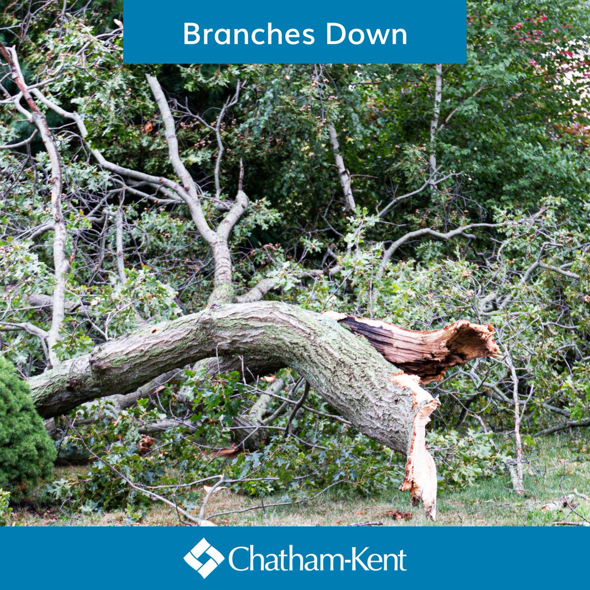 ‼️There are quite a few branches down at municipal parks across Chatham-Kent. Low-hanging branches may also be an issue. Crews are working diligently to assess and deal with significant safety issues first. 👉 If you see a potential hazard, call 3-1-1 or 519-360-1998. #ckont