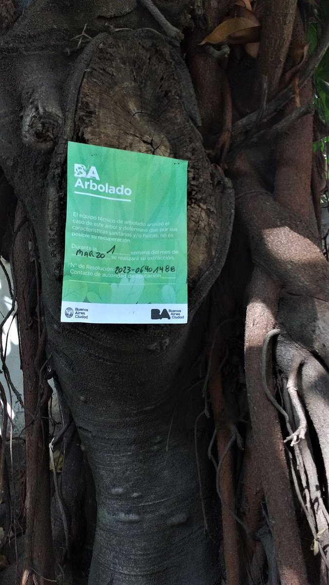 tarantulaes's tweet photo. Larreta está convirtiendo a la Ciudad de Buenos Aires en cemento puro. No sólo no planta árboles sino que alegremente destruye el patrimonio natural de CABA.
Estos 3 gomeros que viven en una cortada hace 100 años van a ser asesinados. Pido RT para evitar el crimen! https://t.co/DrW4IX75ZR