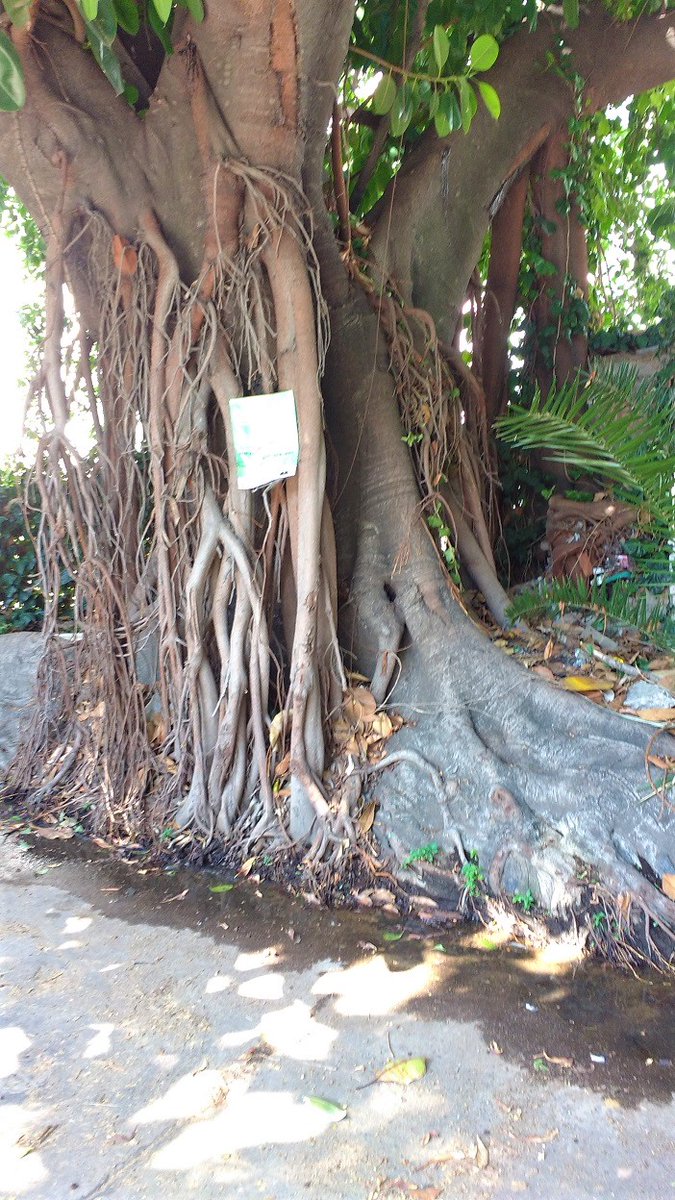 tarantulaes's tweet photo. Larreta está convirtiendo a la Ciudad de Buenos Aires en cemento puro. No sólo no planta árboles sino que alegremente destruye el patrimonio natural de CABA.
Estos 3 gomeros que viven en una cortada hace 100 años van a ser asesinados. Pido RT para evitar el crimen! https://t.co/DrW4IX75ZR